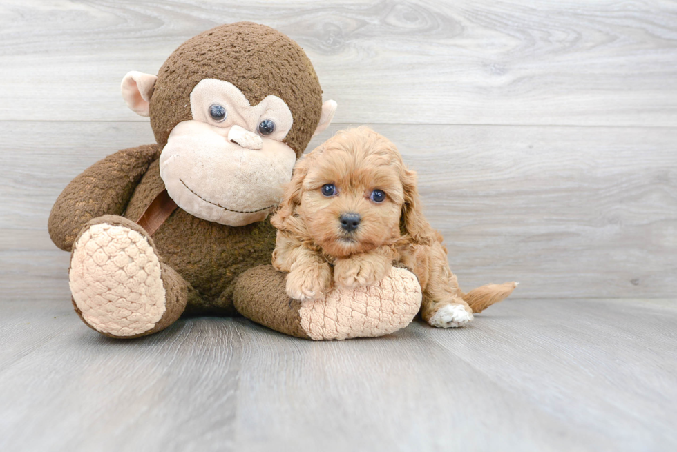 Best Cavapoo Baby