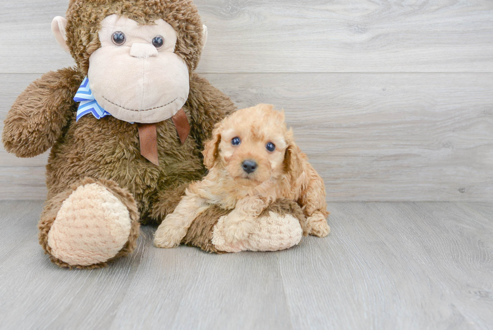 Cavapoo Puppy for Adoption