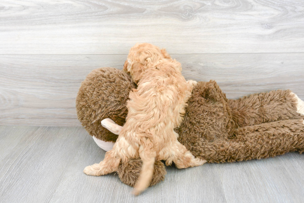 Cavapoo Pup Being Cute