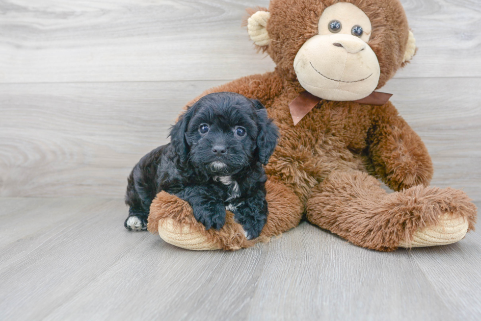 Funny Cavapoo Poodle Mix Pup