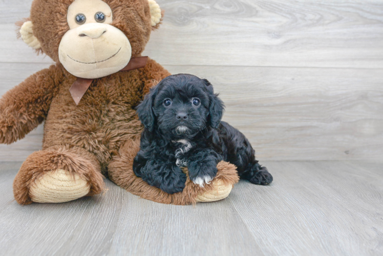 Fluffy Cavapoo Poodle Mix Pup