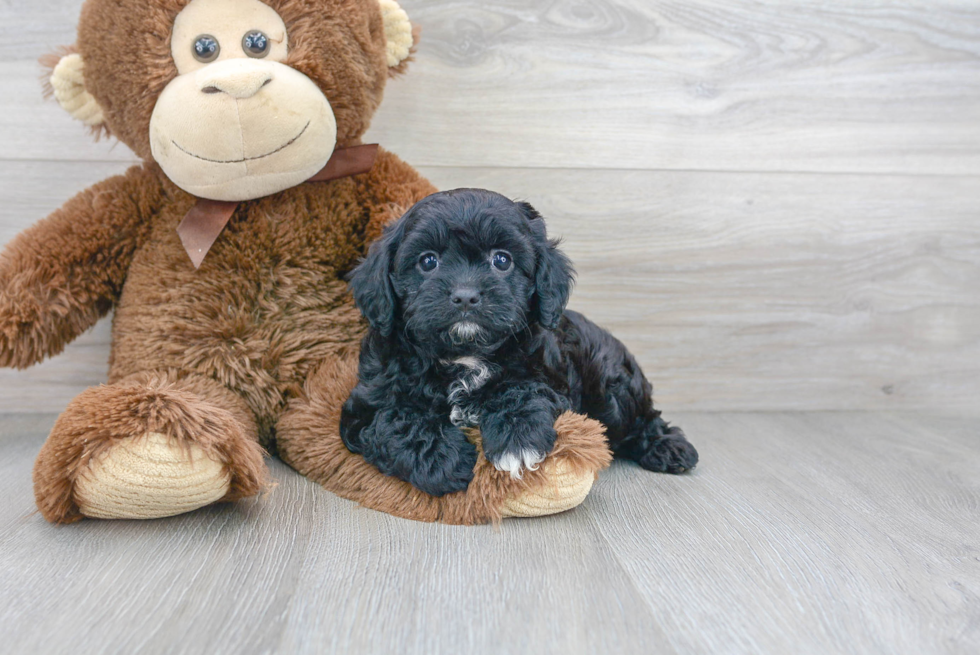 Fluffy Cavapoo Poodle Mix Pup