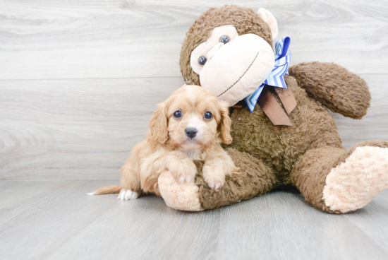 Little Cavoodle Poodle Mix Puppy