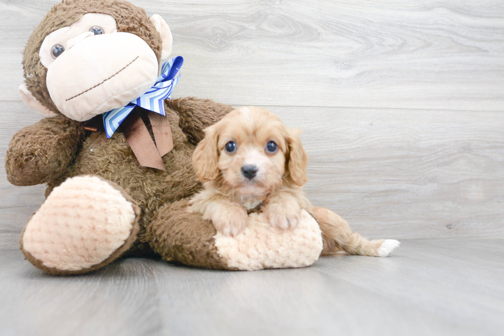 Popular Cavapoo Poodle Mix Pup