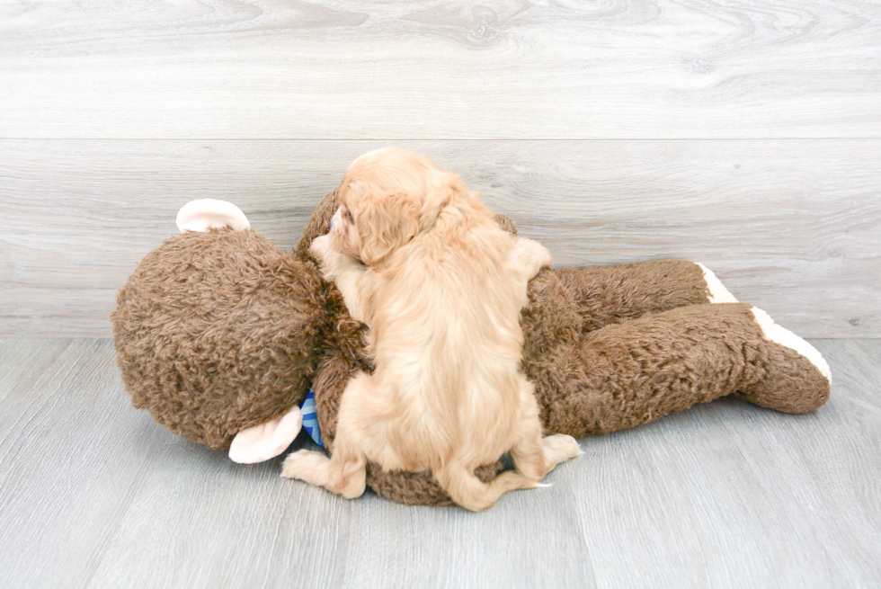 Hypoallergenic Cavoodle Poodle Mix Puppy