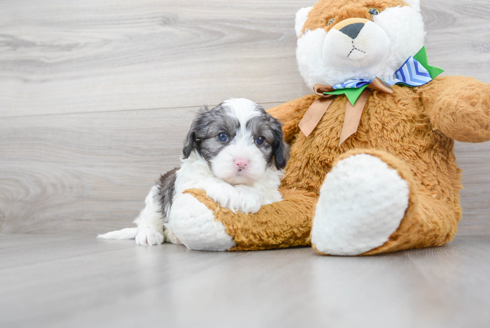 Cavapoo Puppy for Adoption