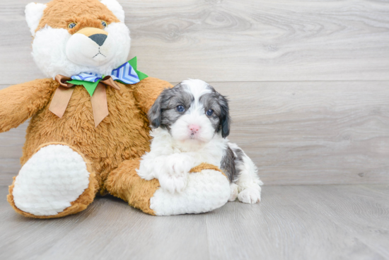 Friendly Cavapoo Baby