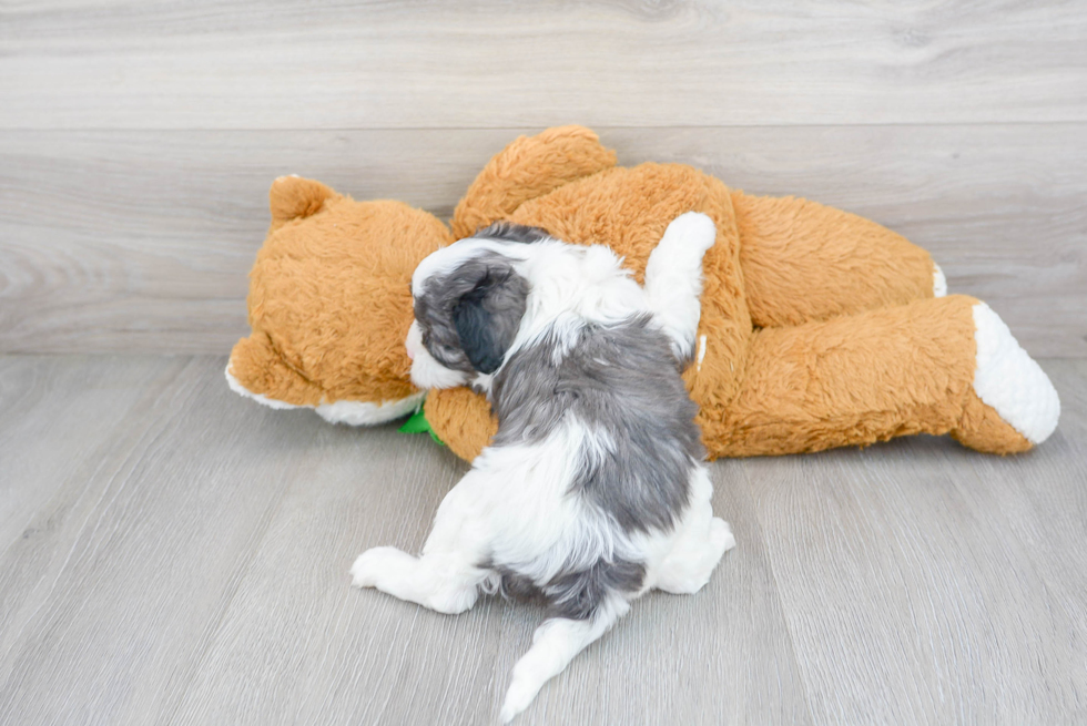 Little Cavoodle Poodle Mix Puppy