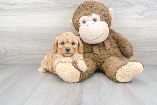 Sweet Cavapoo Baby