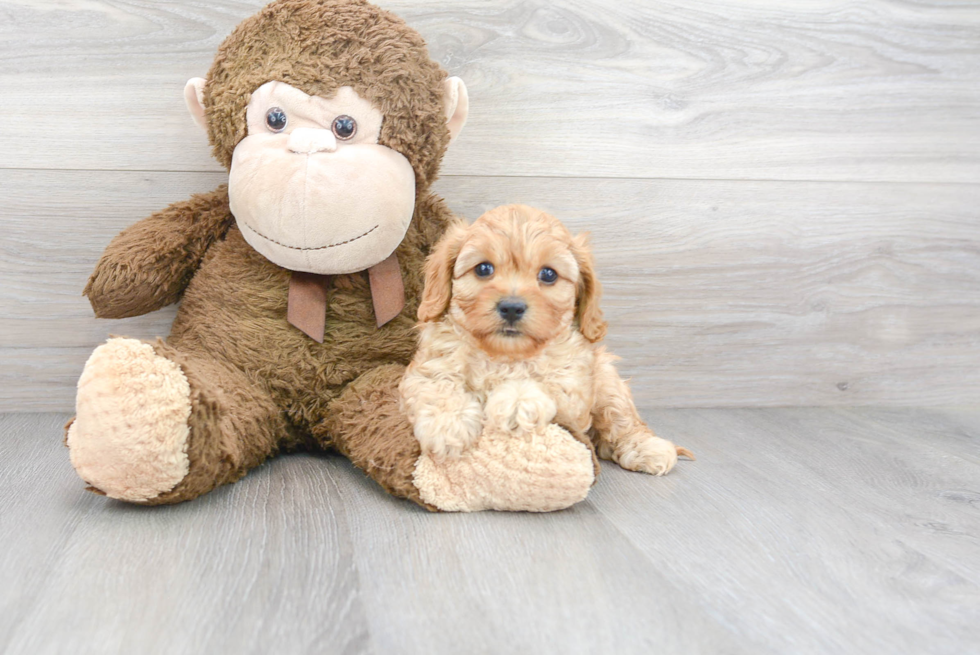 Little Cavoodle Poodle Mix Puppy