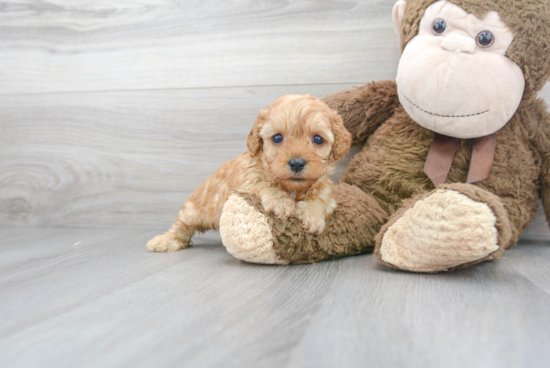 Best Cavapoo Baby