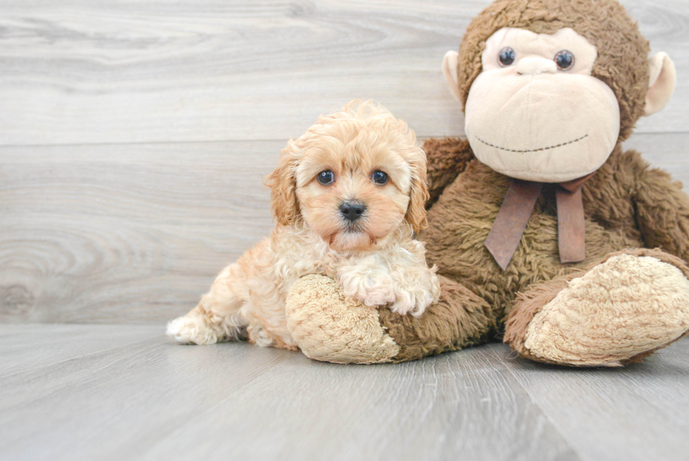 Best Cavapoo Baby