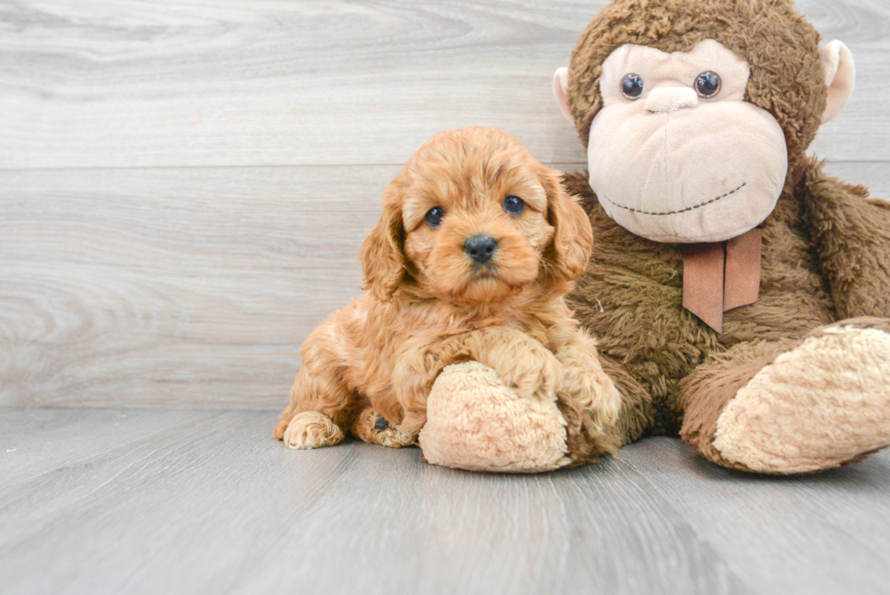 Smart Cavapoo Poodle Mix Pup