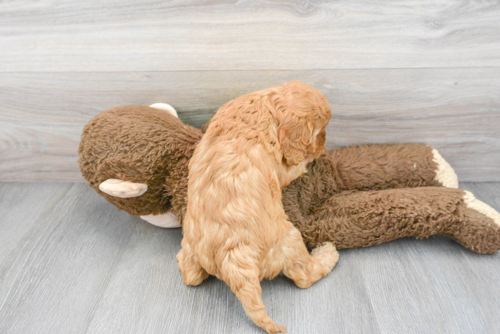 Sweet Cavapoo Baby