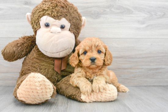 Friendly Cavapoo Baby