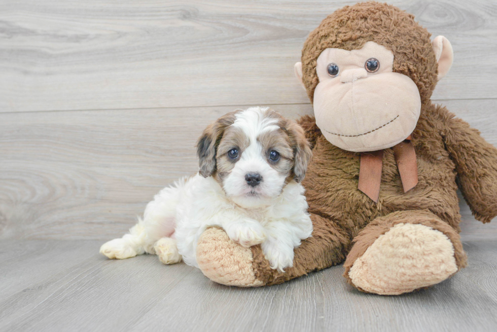 Cavapoo Puppy for Adoption