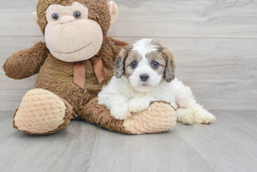 Happy Cavapoo Baby