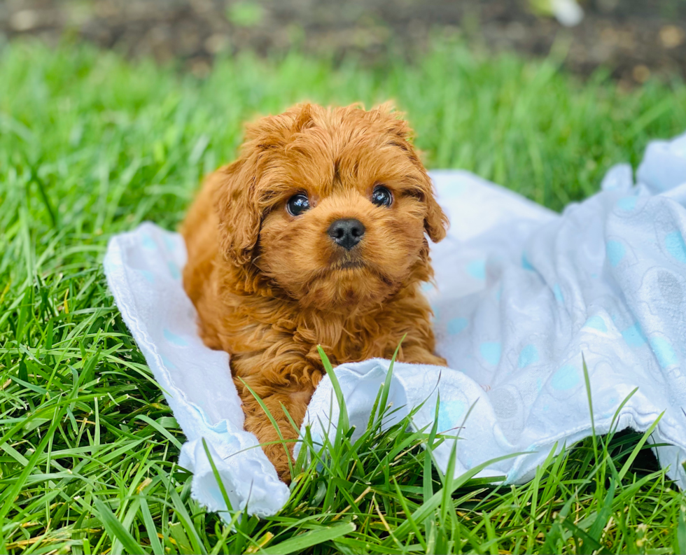 Playful Cavoodle Poodle Mix Puppy