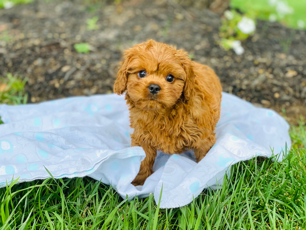 Adorable Cavoodle Poodle Mix Puppy