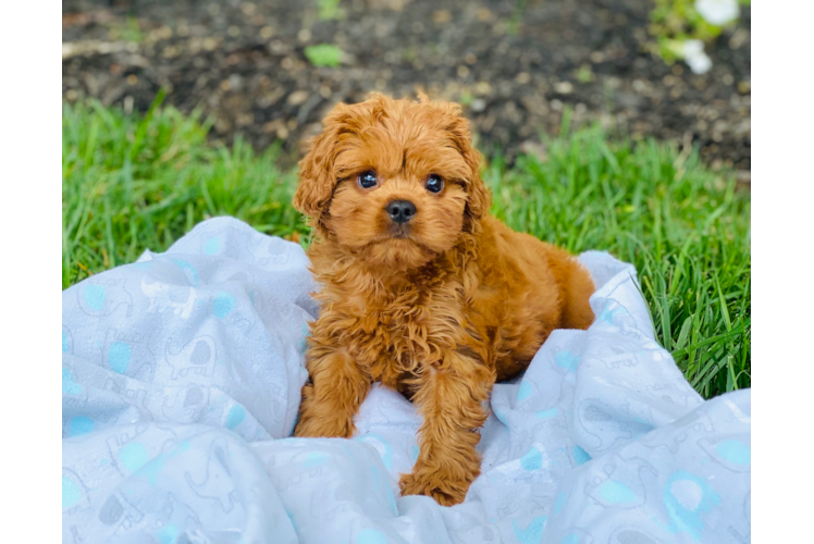 Cavapoo Pup Being Cute