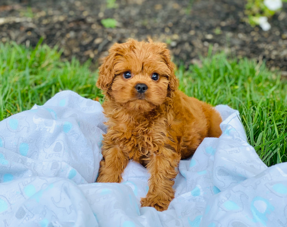 Cavapoo Pup Being Cute