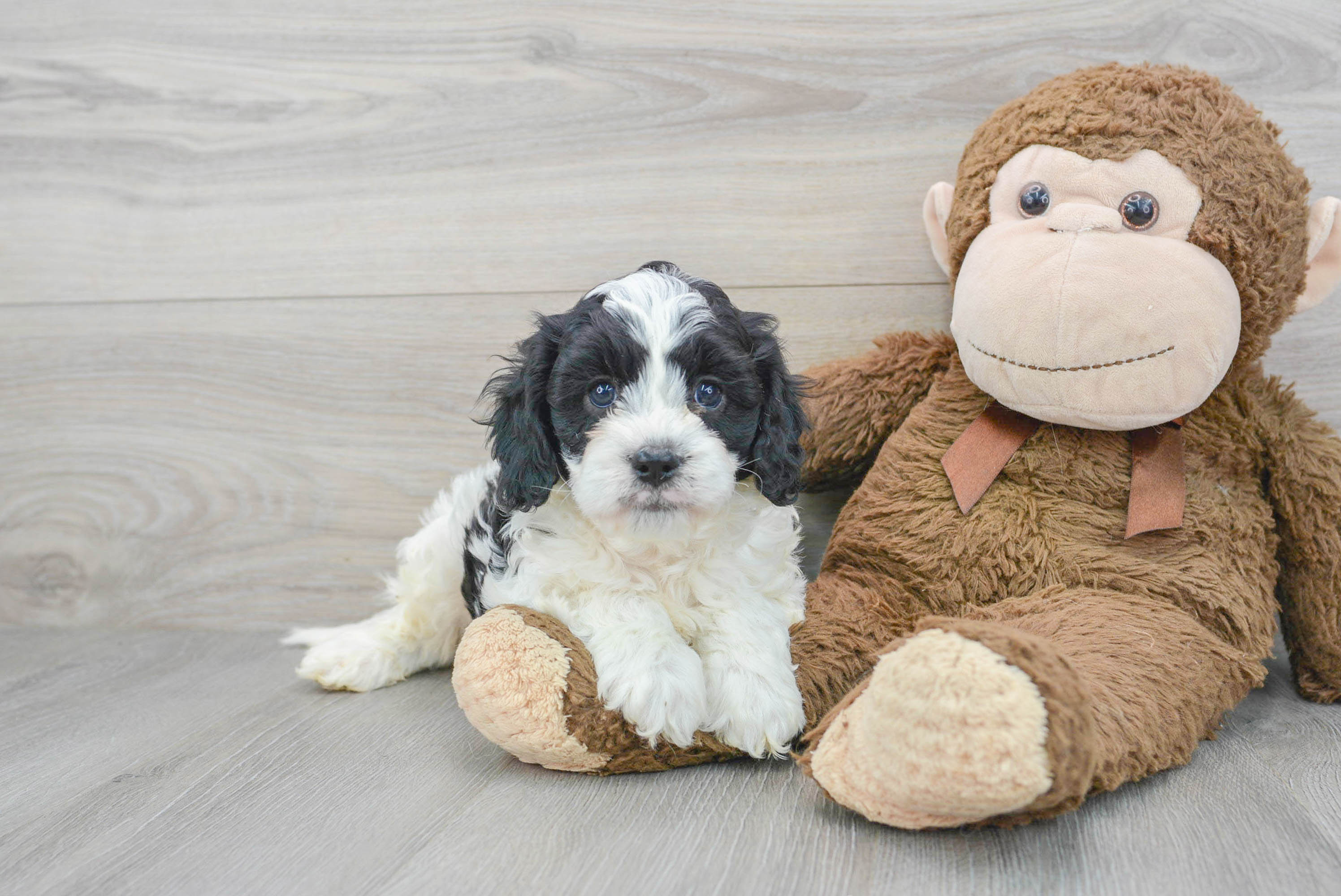 Hypoallergenic Cavapoo Yogi: 6lb 5oz Doodle Puppy