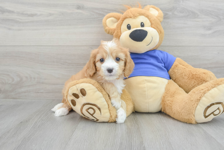 Cute Cavapoo Baby