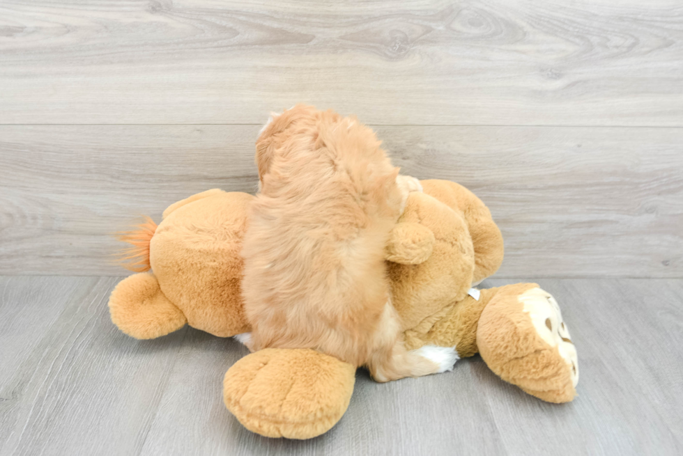 Cavapoo Pup Being Cute