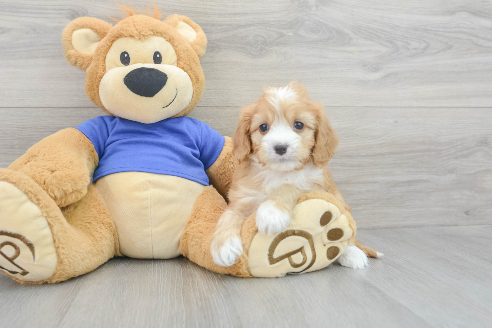 Petite Cavapoo Poodle Mix Pup