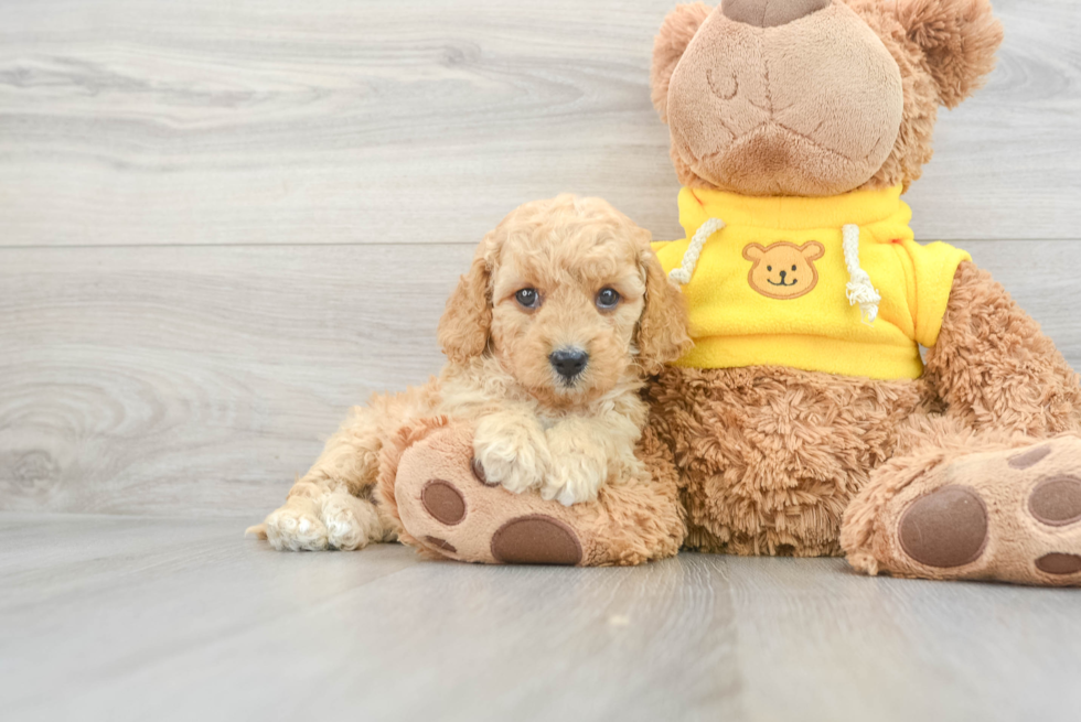 Cavapoo Pup Being Cute