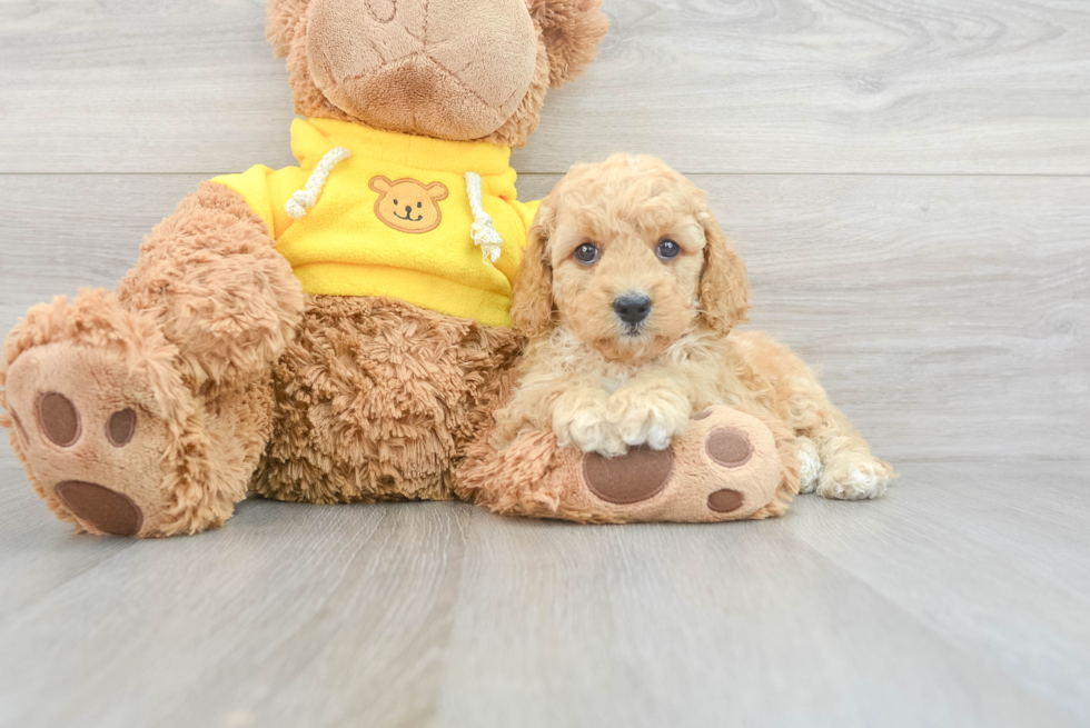 Best Cavapoo Baby