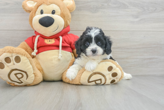 Friendly Cavapoo Baby