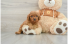 Cavapoo Puppy for Adoption