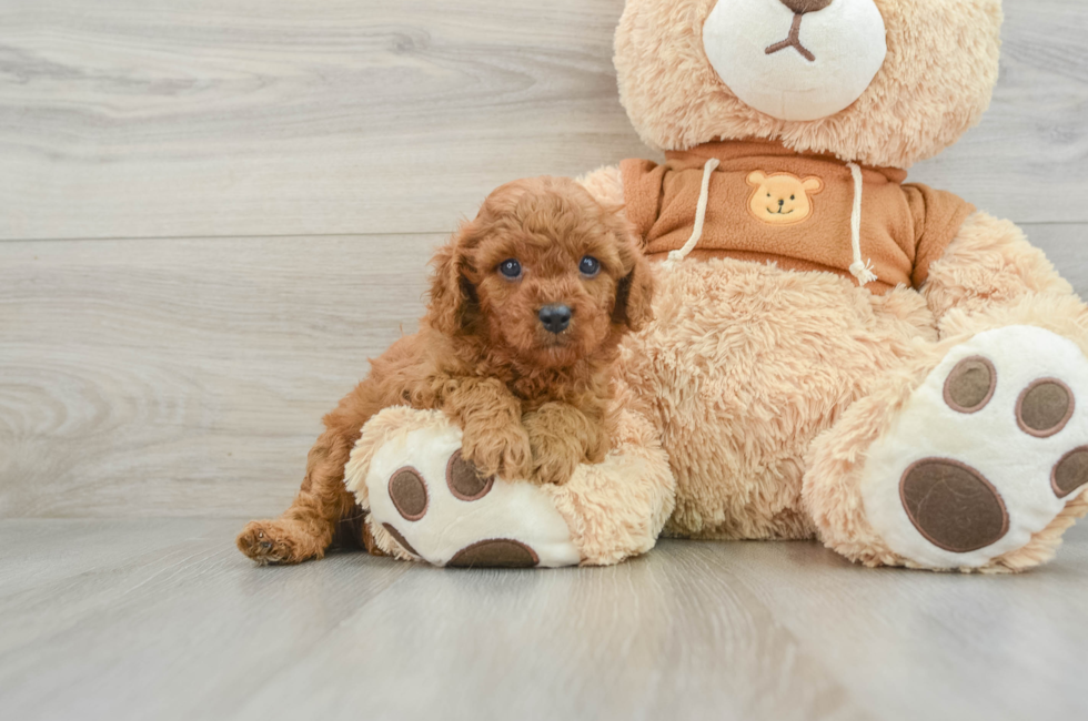 5 week old Cavapoo Puppy For Sale - Premier Pups