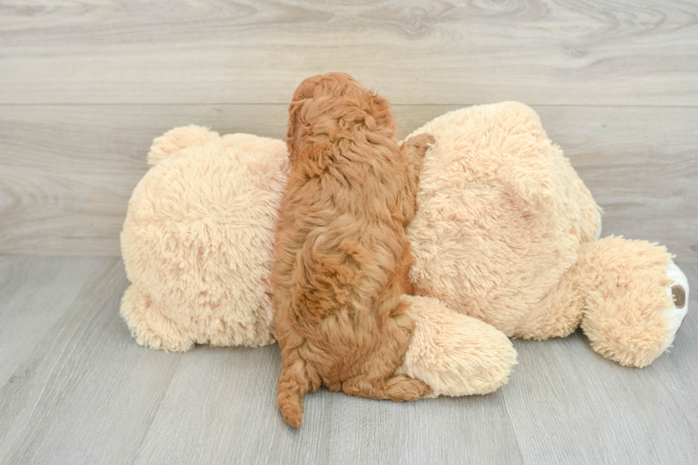 Friendly Cavapoo Baby