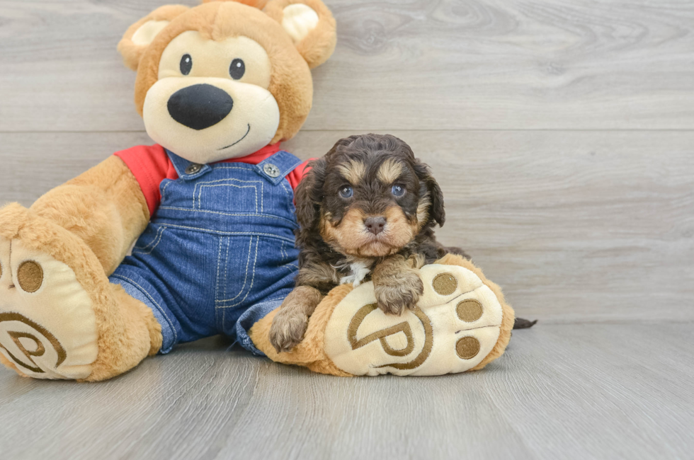 5 week old Cavapoo Puppy For Sale - Premier Pups