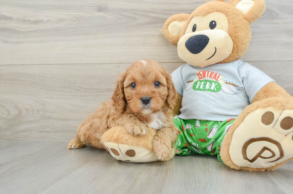 5 week old Cavapoo Puppy For Sale - Premier Pups