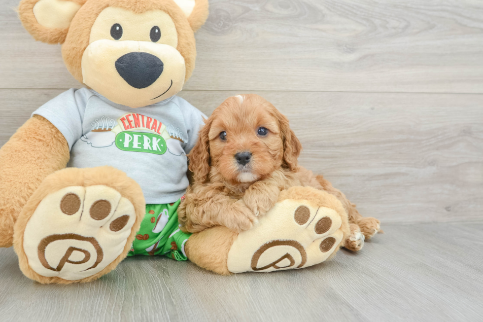 Cute Cavapoo Baby