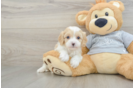 Popular Cavapoo Poodle Mix Pup