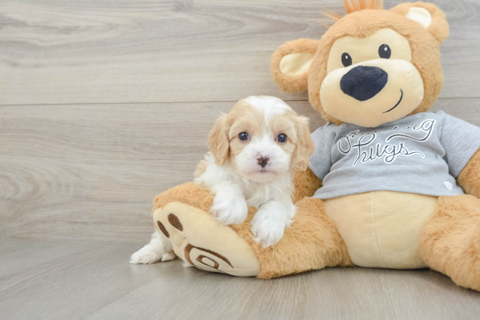 Popular Cavapoo Poodle Mix Pup