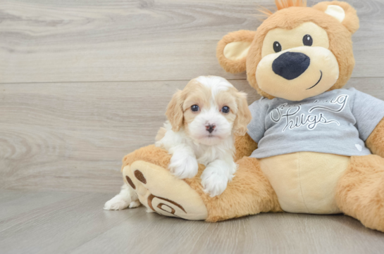 Popular Cavapoo Poodle Mix Pup
