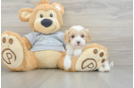 Cavapoo Puppy for Adoption