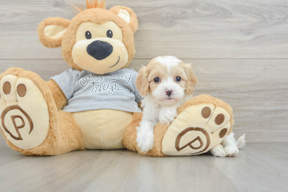 Cavapoo Puppy for Adoption