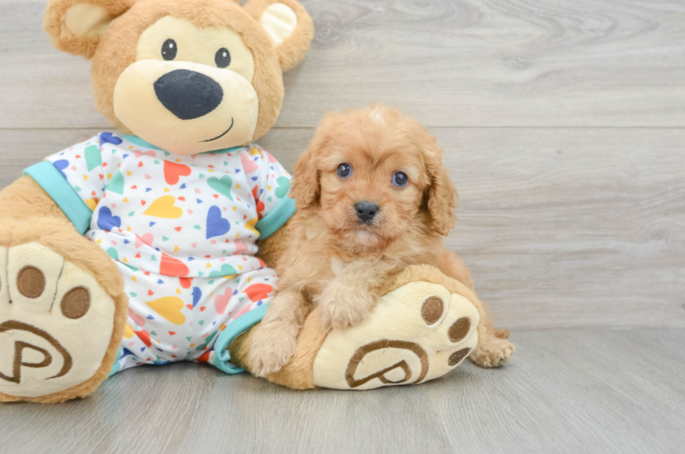6 week old Cavapoo Puppy For Sale - Premier Pups