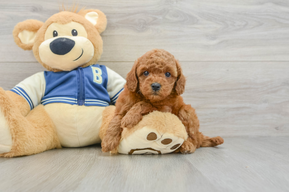 6 week old Cavapoo Puppy For Sale - Premier Pups