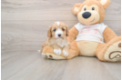 Cavapoo Puppy for Adoption