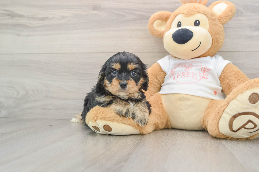 Sweet Cavapoo Baby