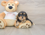 7 week old Cavapoo Puppy For Sale - Premier Pups