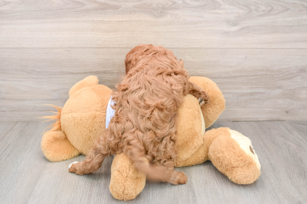 Petite Cavapoo Poodle Mix Pup