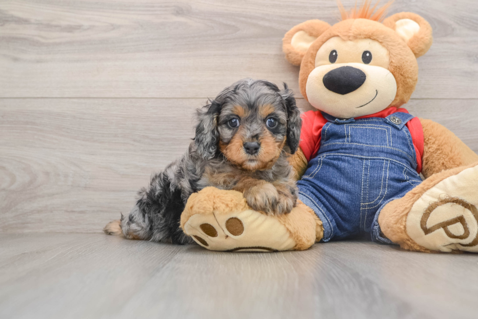 Cavapoo Pup Being Cute